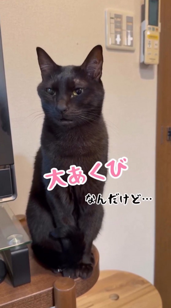 少しだけ口を開く猫