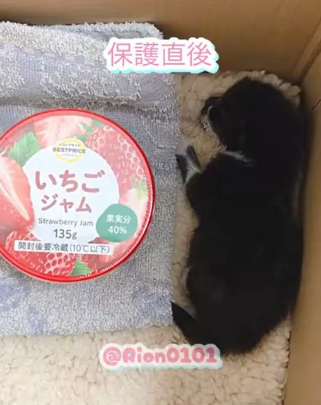 段ボールの中でジャムの容器の隣に横たわる子猫