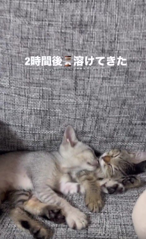 ソファで寝ている2匹の子猫