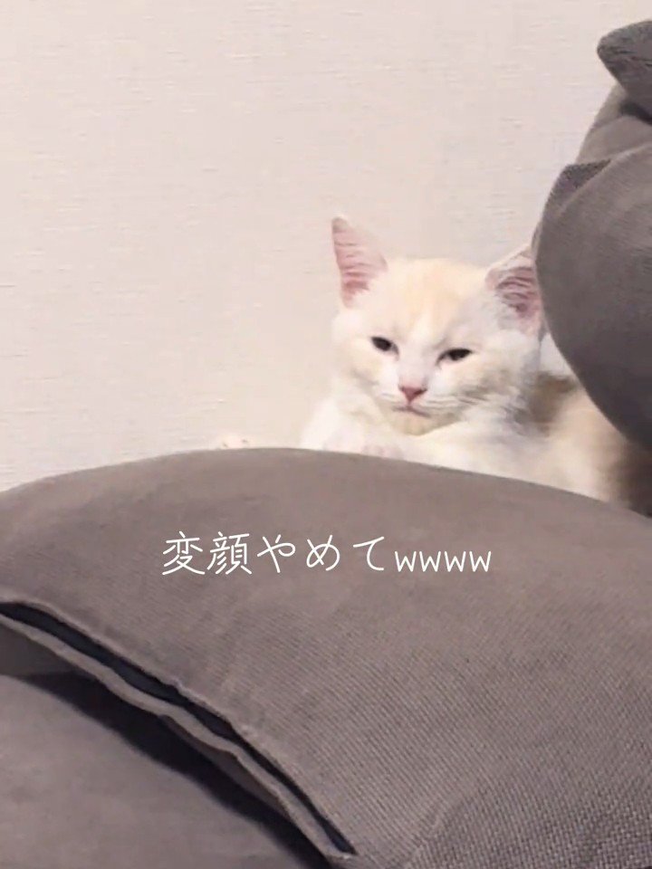 白目っぽくなる猫