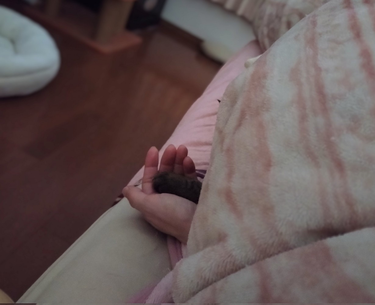 人の手のひらに乗る猫の手