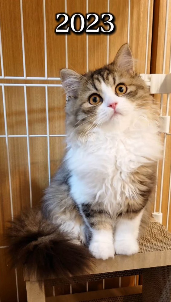 カメラを見つめる子猫