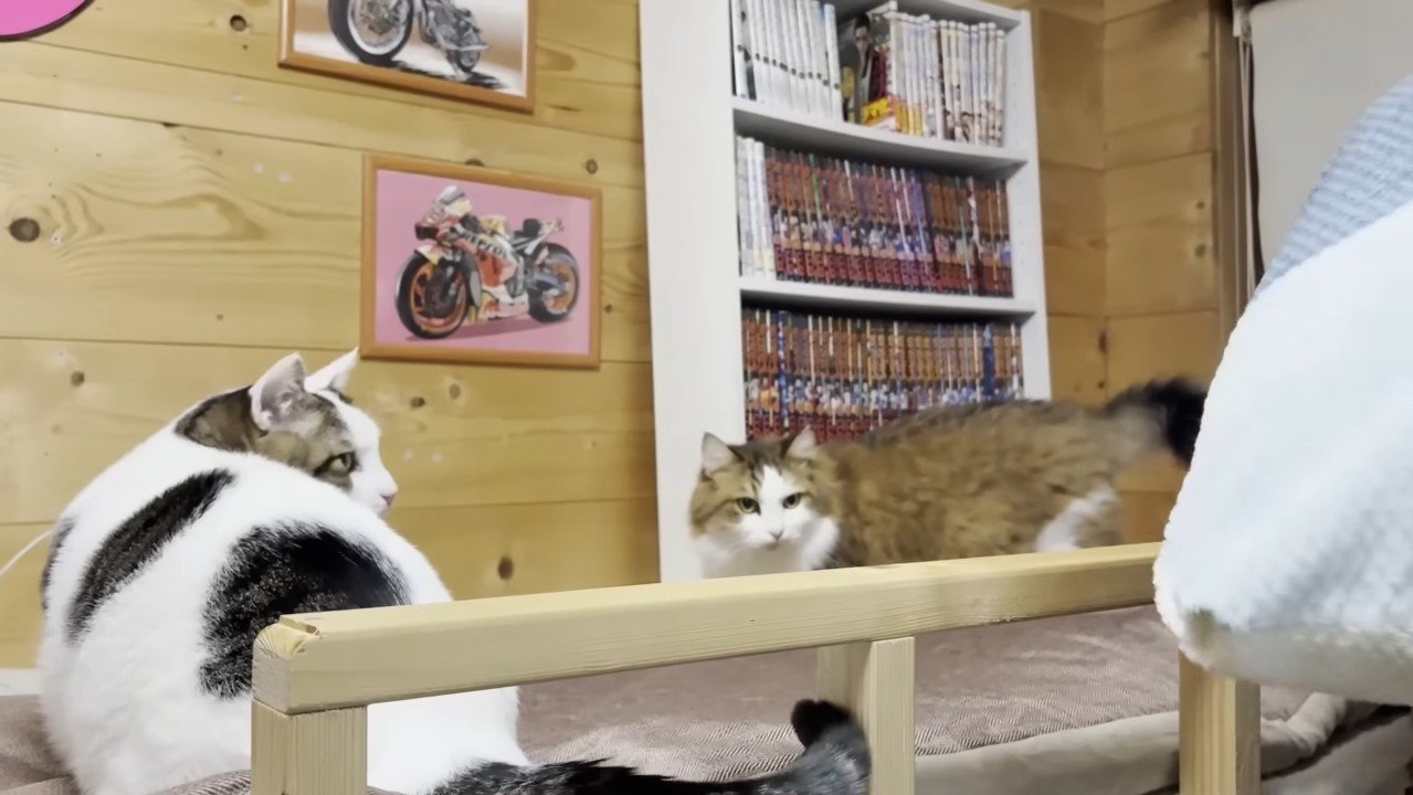 布団の上に乗る2匹