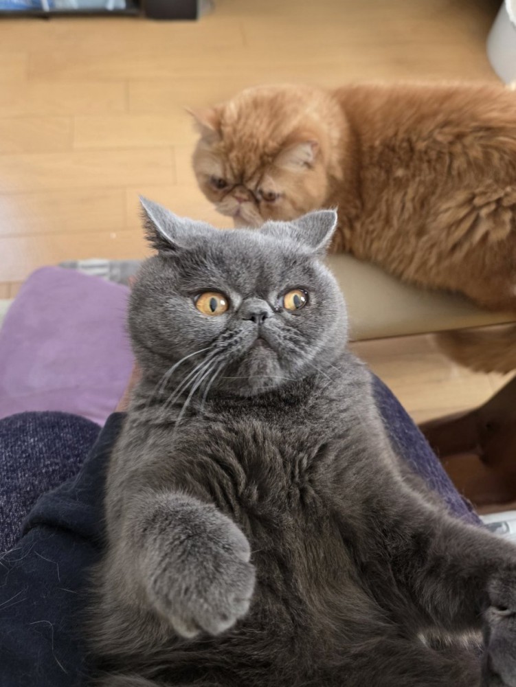 抱っこされて目を丸くしている弟猫（グレー）と下から観察している兄猫（茶）