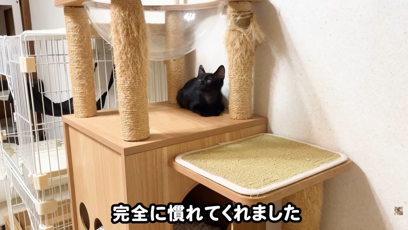 テロップ「完全に慣れてくれました」