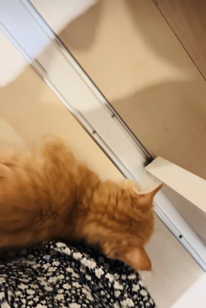 ママの足に体を擦り付けるミヌエット