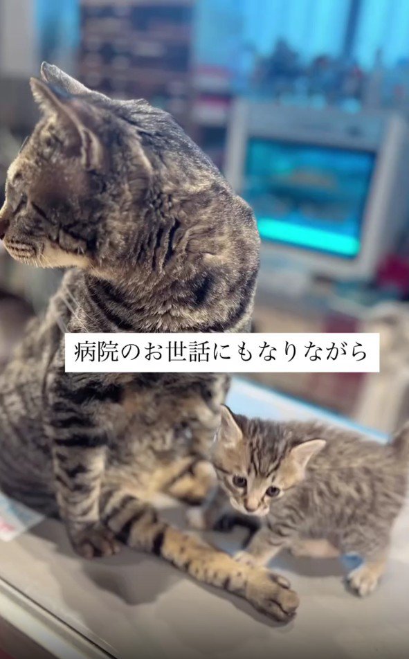 病院にいる2匹の猫