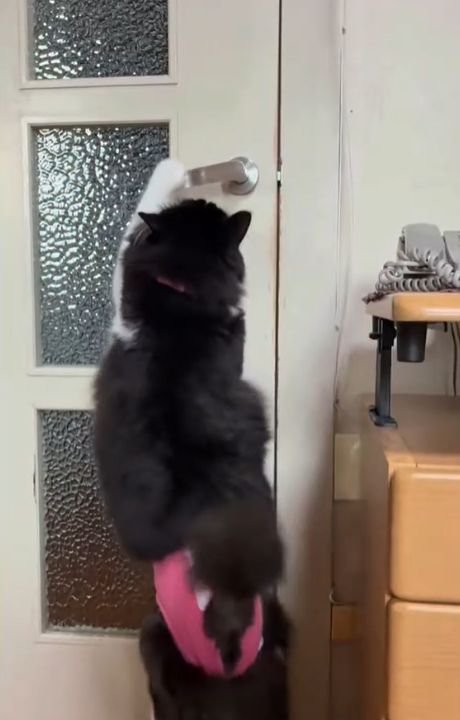 左前足でドアノブを押し下げる猫