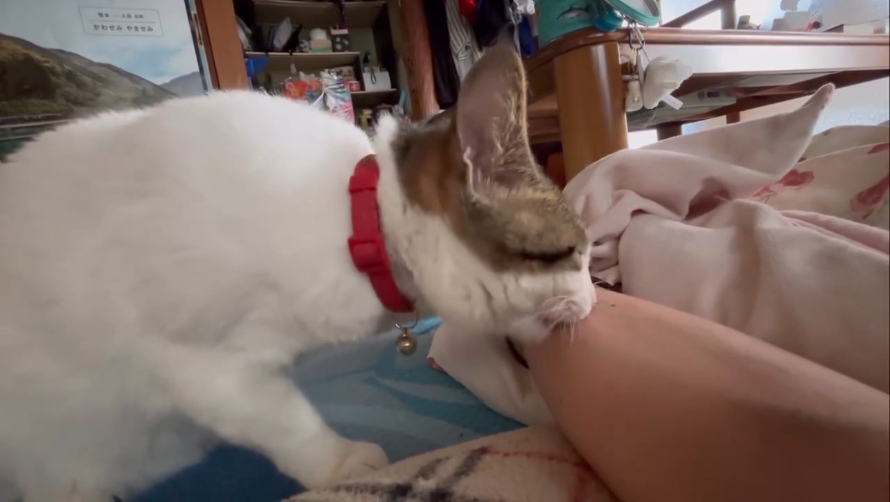 人の腕を噛む猫