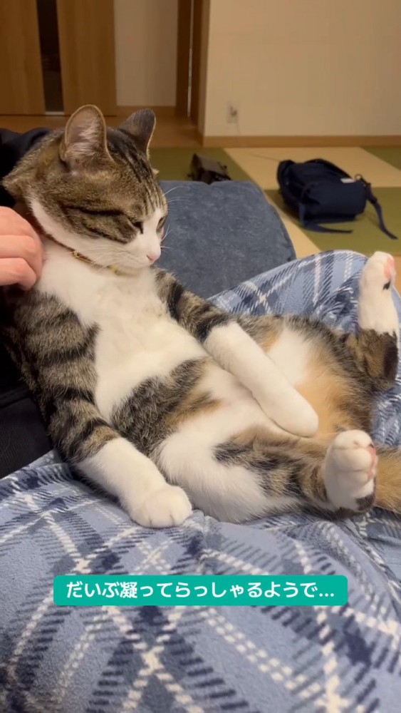 肩揉みされている猫さん