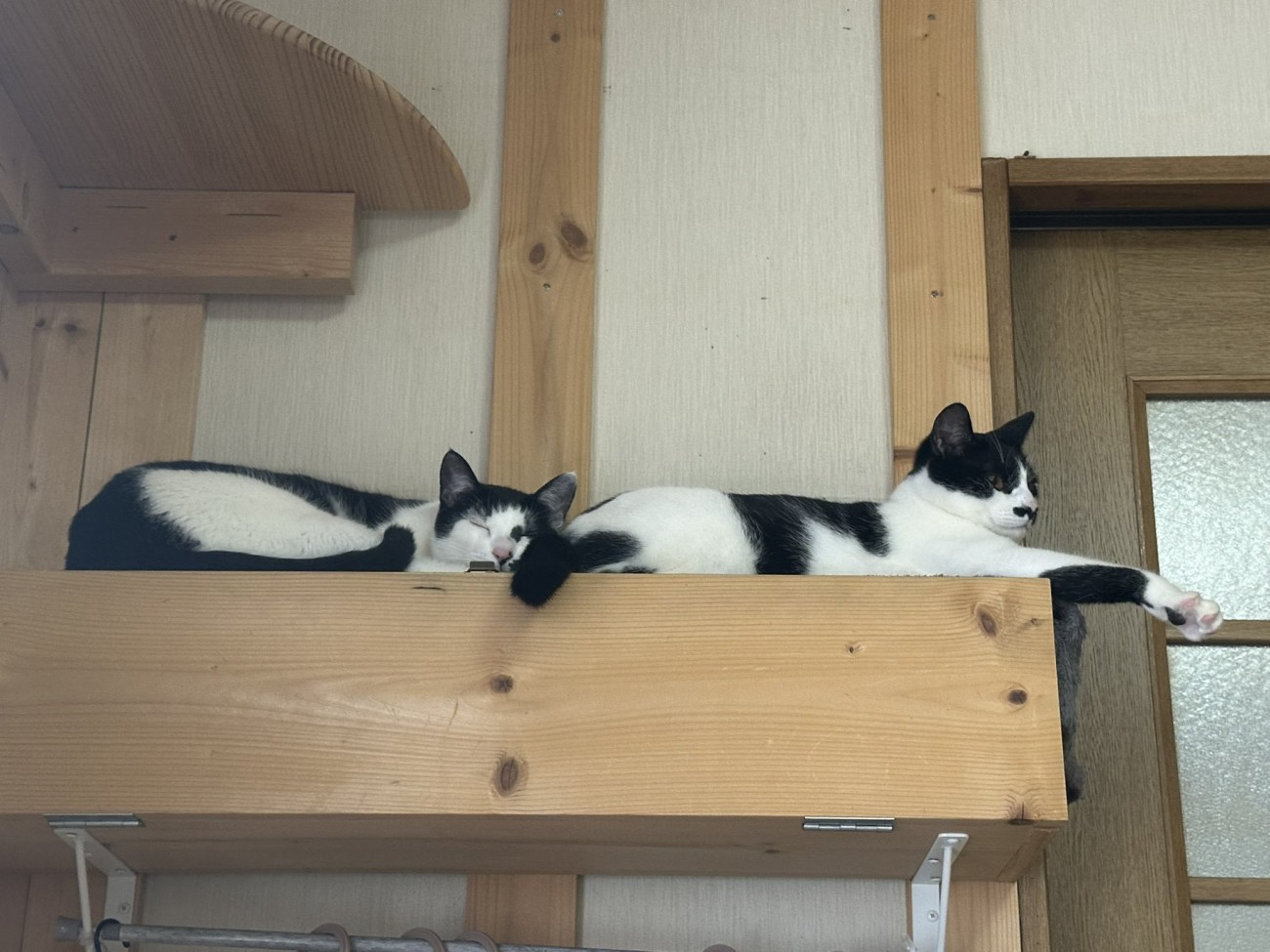 キャットタワーで眠る黒白の猫2匹