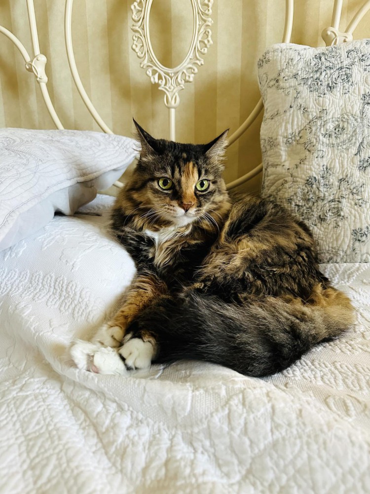 ベッドの上の猫