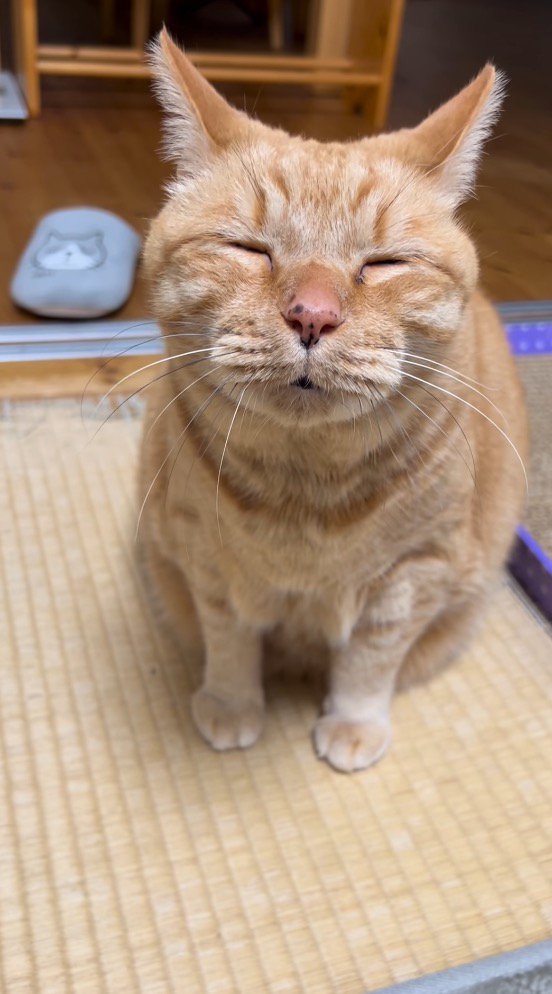 眠気で目が閉じてしまう猫