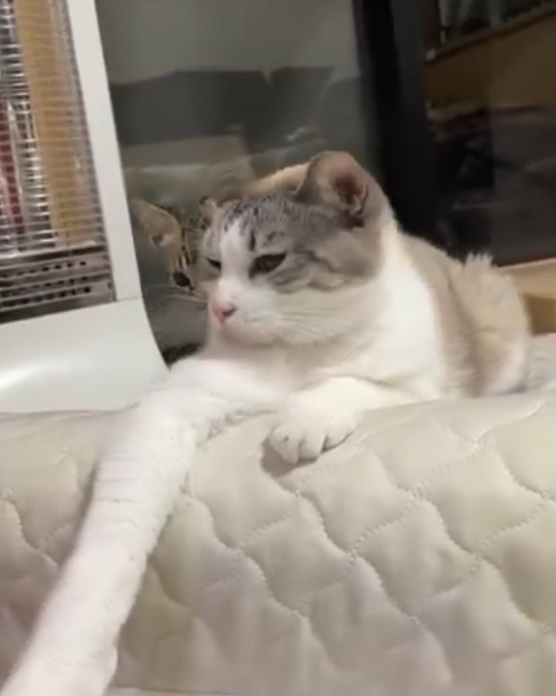 キジトラ柄の子猫と一緒にくつろぐ三毛猫