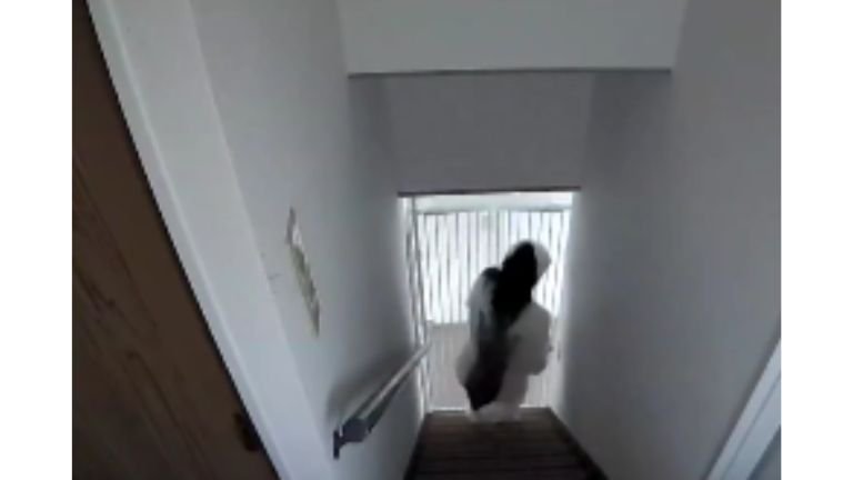 背中に張り付く猫