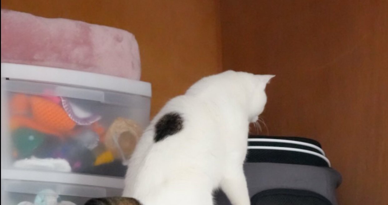 押し入れに入ろうとする猫2