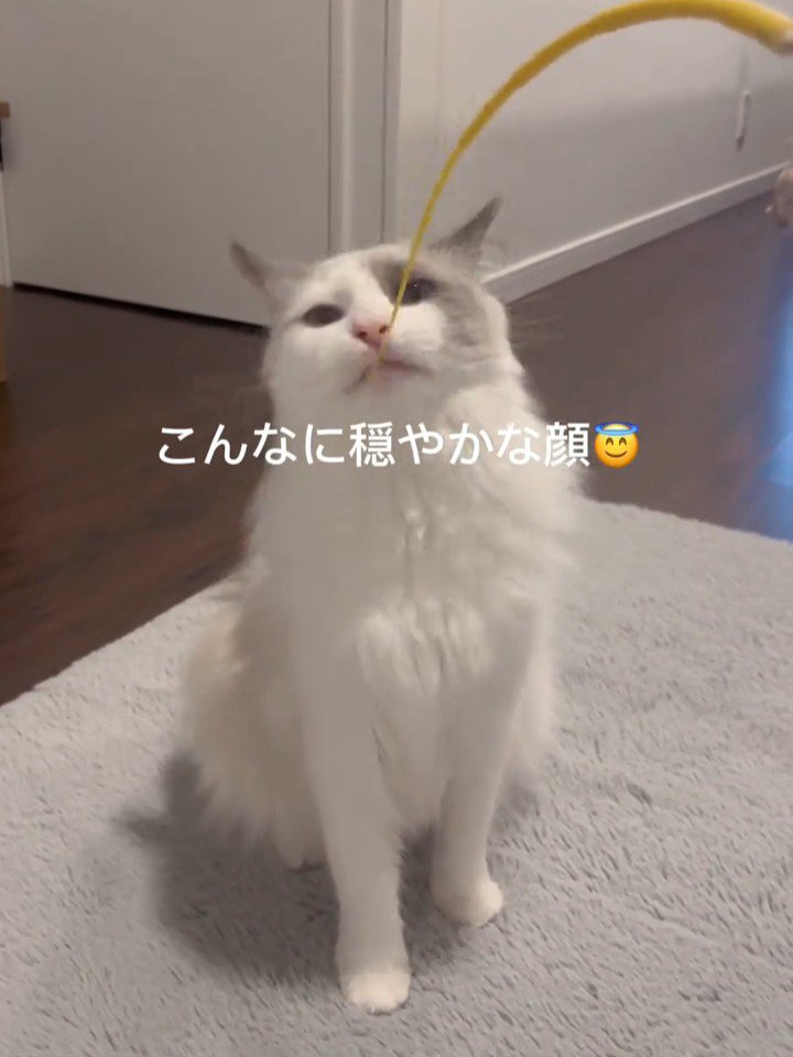 おもちゃで遊んでもらう猫
