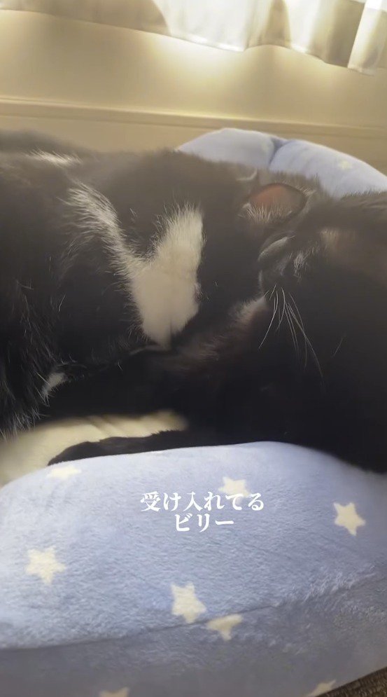 自分の上で眠っているハチワレ猫を見つめる黒猫
