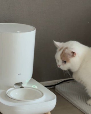 給餌器を見つめる猫