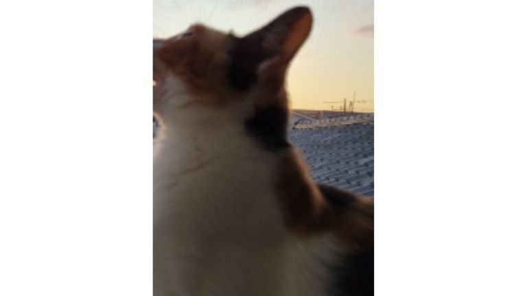夕暮れの猫