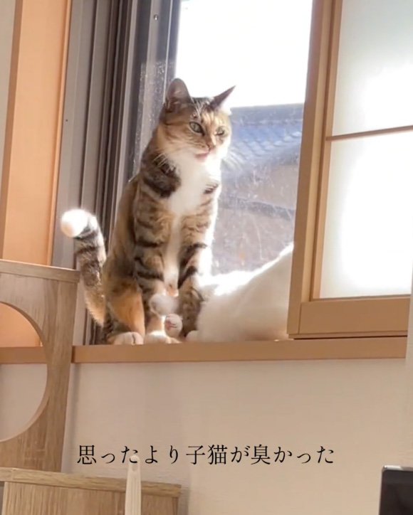 口を開ける猫