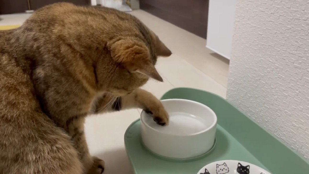 水飲みに手を入れる猫