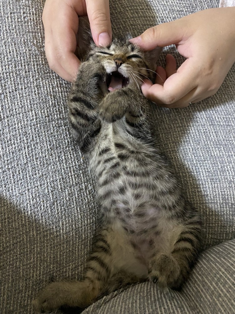 小さい頃の猫