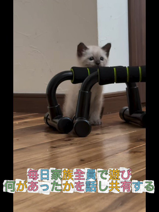 物陰からのぞく子猫