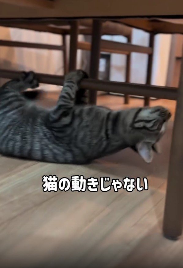 テーブルの下で遊ぶ猫