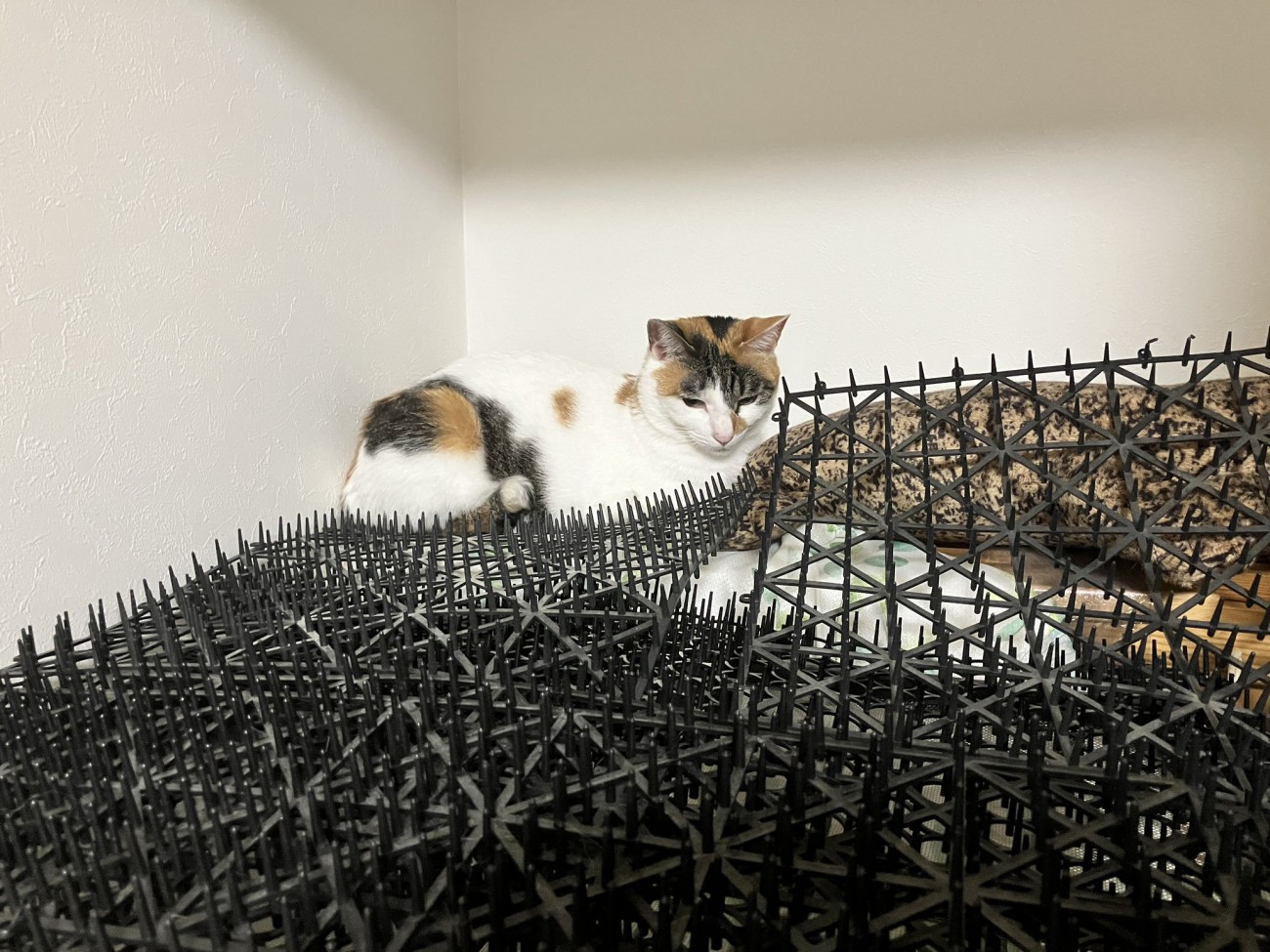 トゲトゲマットに座る三毛猫