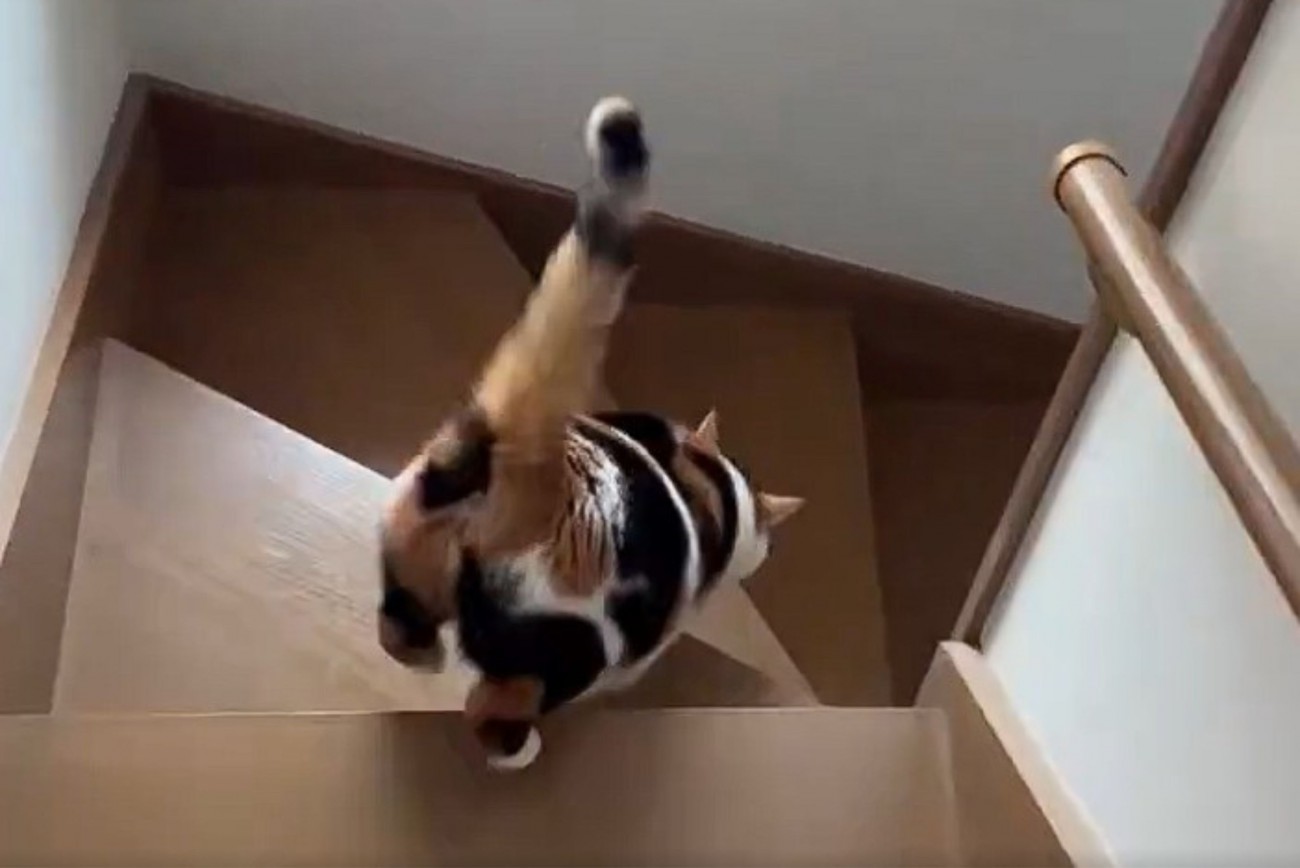 階段を降りる三毛猫のうしろ姿
