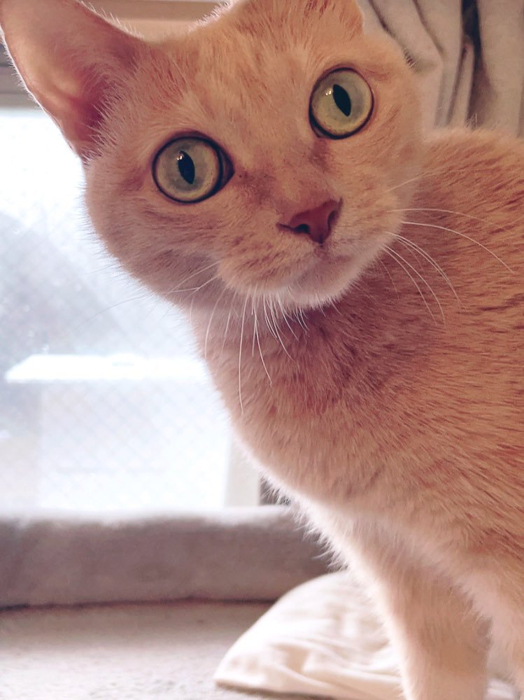 目を丸くする猫