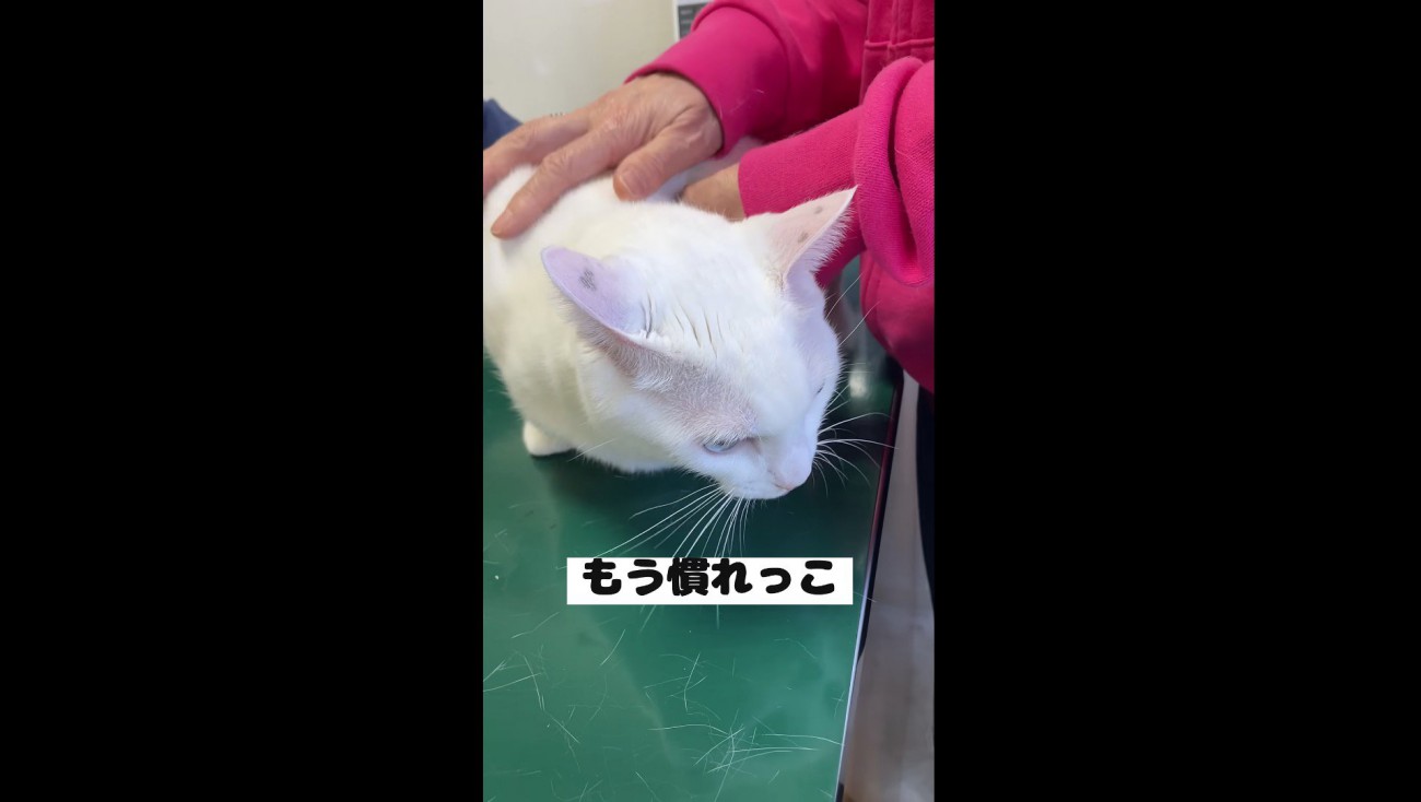 慣れているハクくん