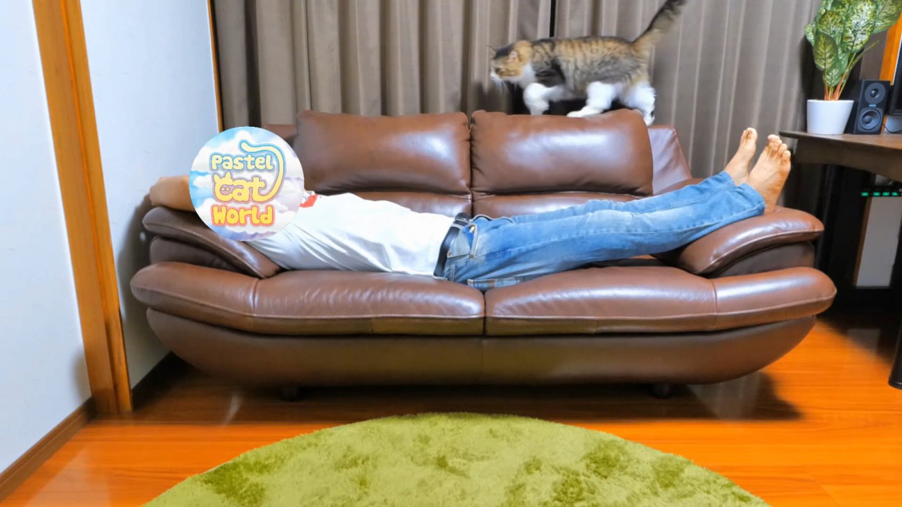 ソファの背もたれを歩く猫