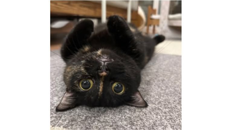 室内にいる猫
