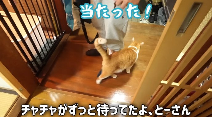 足元にすり寄るチャチャ君