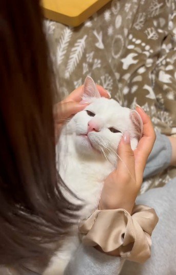 人に抱かれている猫