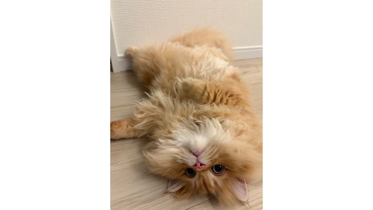 室内にいる猫