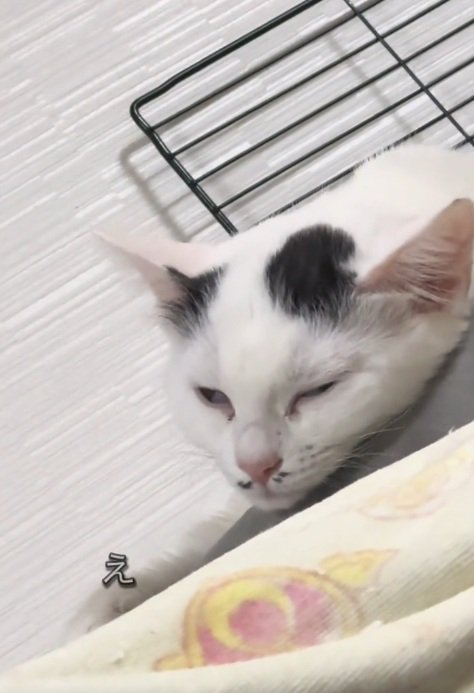 白目になって寝始める白黒の猫