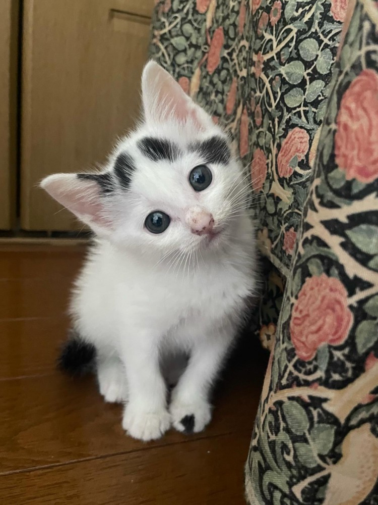 首を傾げる子猫