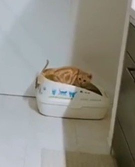 トイレの茶トラ