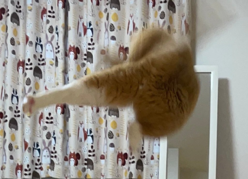 足蹴りする猫