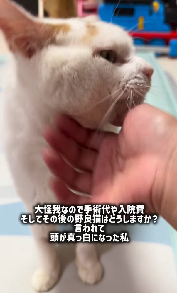 顔をなでられる猫