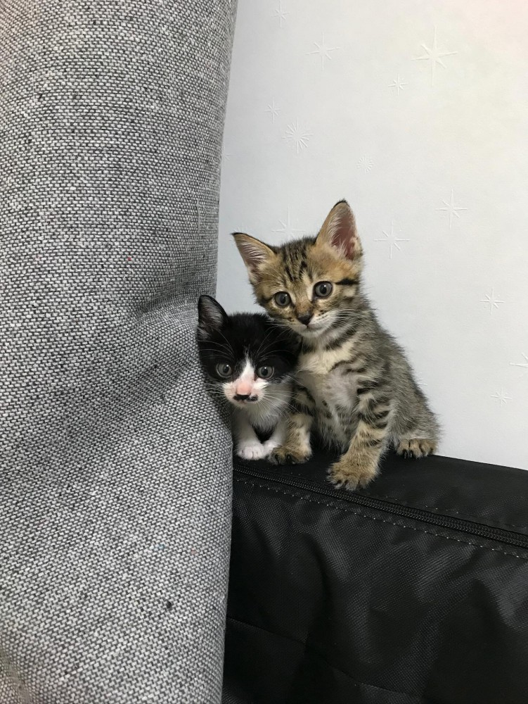 くっついている2匹の子猫