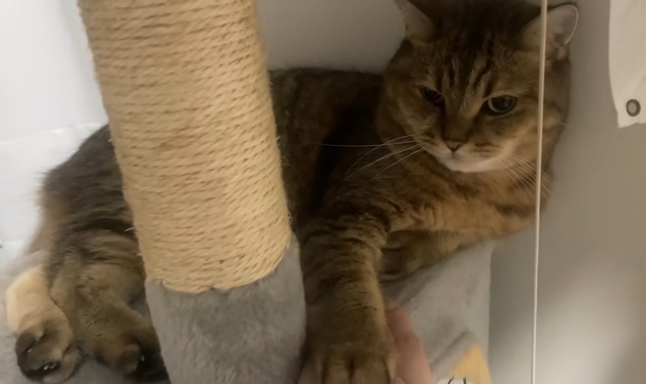 キャットタワーの上で自分の前足の方を見つめる猫