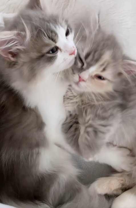 並んで寝ている2匹のミヌエットの子猫