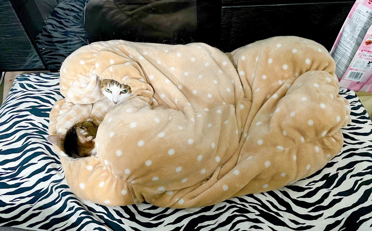 布団にくるまる2頭の猫