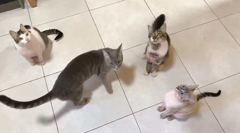 見上げる4匹の猫