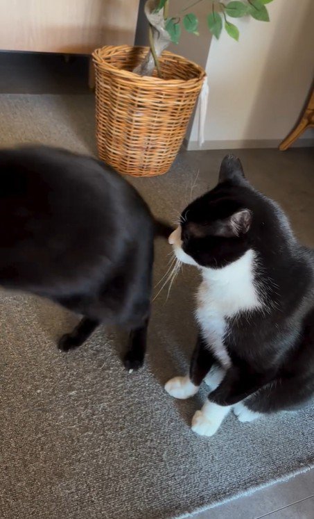 歩いている猫と座っている猫