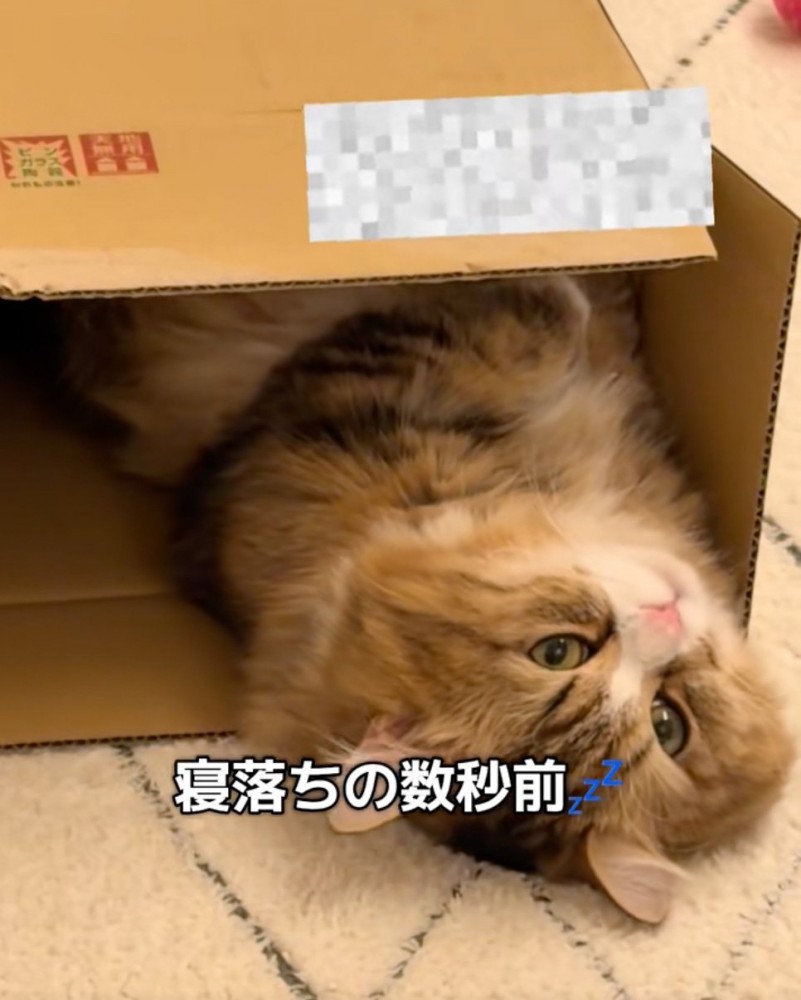 収まる猫